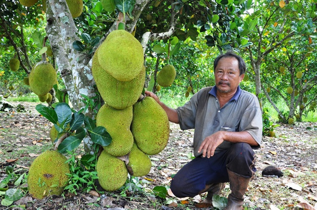 Lão nông trồng mít Thái lá bàng thu tiền tỉ mỗi năm