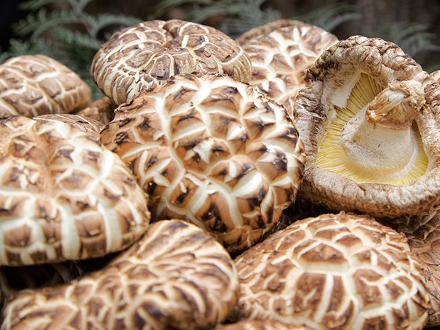 Nấm hương Nhật 8,6 triệu đồng/kg vẫn nhiều người mua
