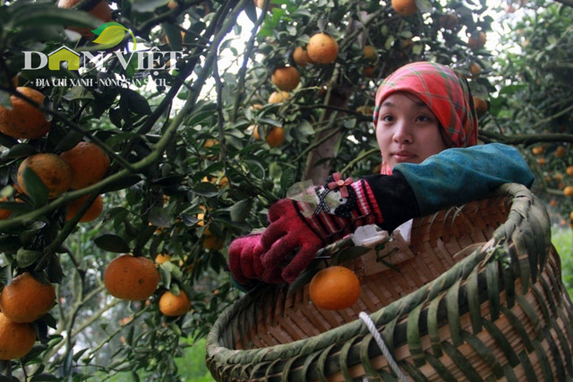 
Rất &iacute;t những c&acirc;y cam thấp, c&oacute; thể đứng dưới đất h&aacute;i được như thế n&agrave;y.
