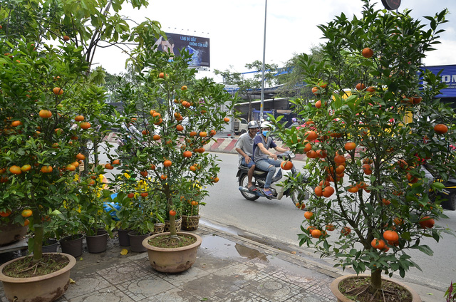 Những chậu qu&yacute;t trĩu quả b&agrave;y b&aacute;n dịp Tết năm nay