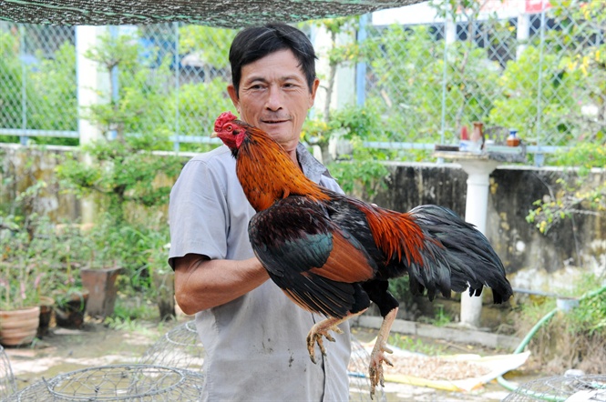Nuôi gà đá thường từ 12-15 tháng đạt trọng lượng 2,5-3,5 kg/con có thể xuất bán