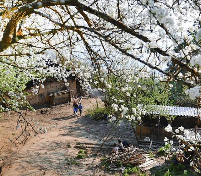 Mùa hoa mận ở Đồng Văn. Ảnh: Vietlike_travel.