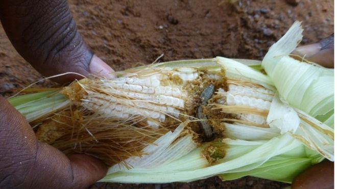 Sâu bướm Spodoptera frugiperda lan rộng ở châu Phi. Ảnh: Cabi