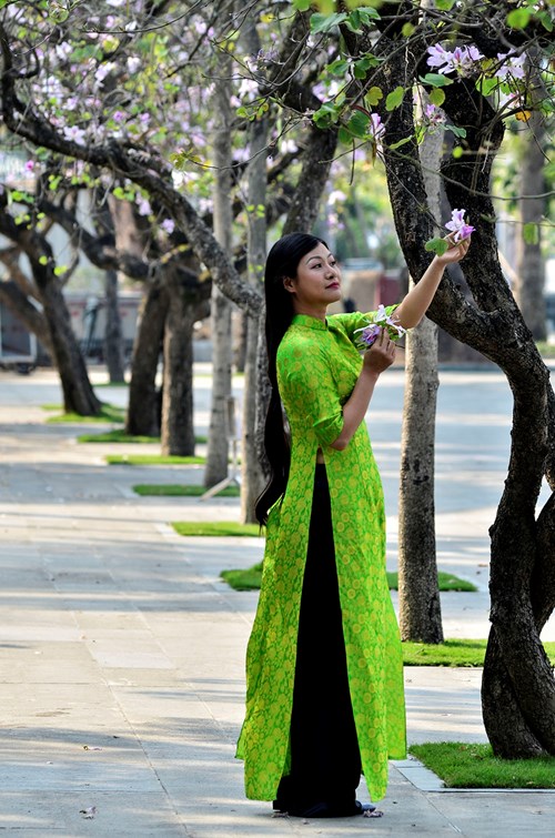 Sau mùa đông dài, những nhành hoa ban tím của núi rừng Tây Bắc nở rực giữa lòng Thủ đô làm say đắm lòng người