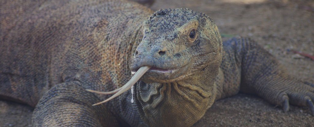 "Lấy độc trị độc" bằng máu rồng Komodo