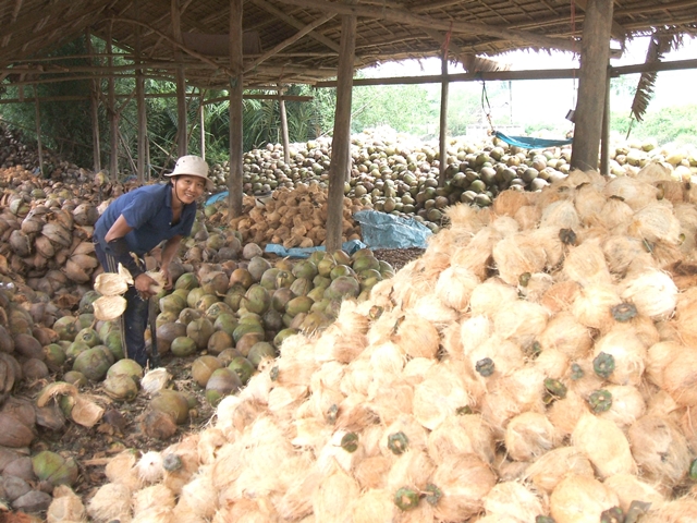 Doanh nghiệp Bến Tre phải nhập dừa về chế biến