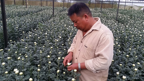 Cúc trắng Đà Lạt đi Hàn, đem về tiền tỉ