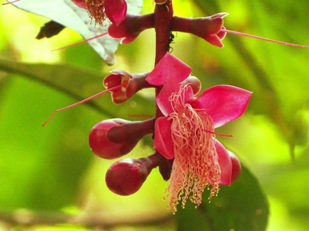 Chiếc tam lang khoe sắc giữa rừng