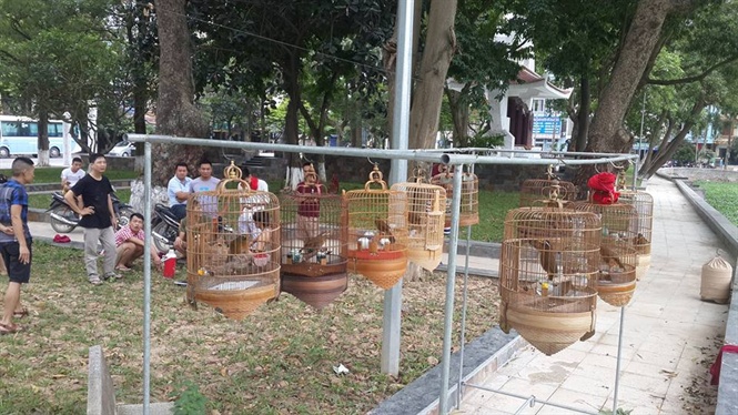 D&atilde;i dượt cho vương điểu