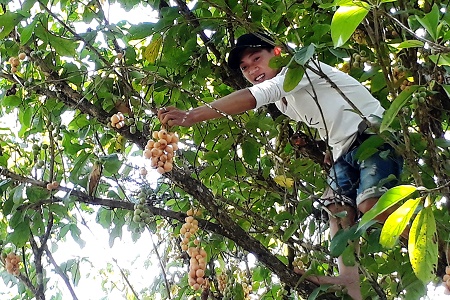 Quặn thắt ký ức mùa dâu miền Tây sông nước