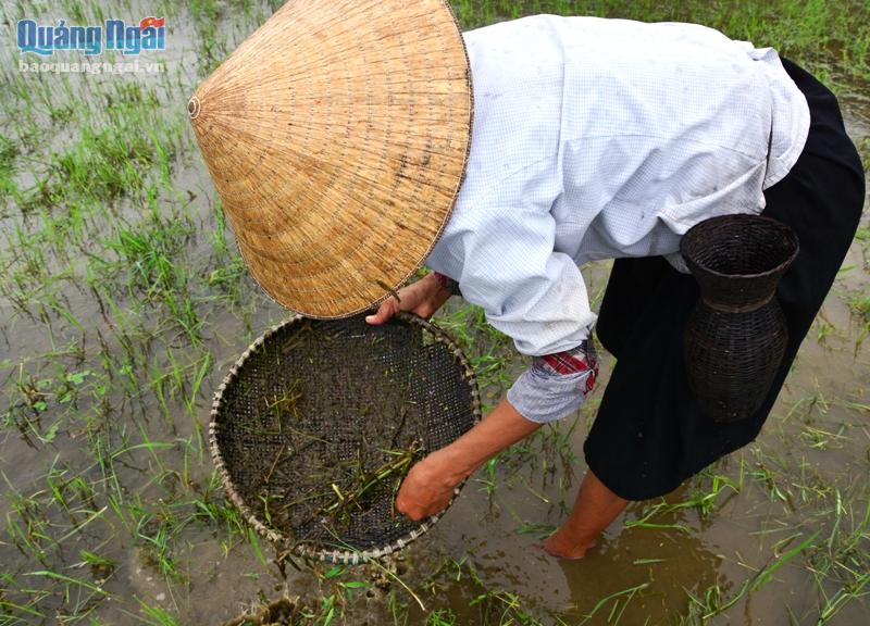 Nổi da gà với món đặc sản nòng nọc ở Ba Tơ
