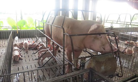 Gi&aacute; thịt heo sắp tăng mạnh? - Ảnh 2.