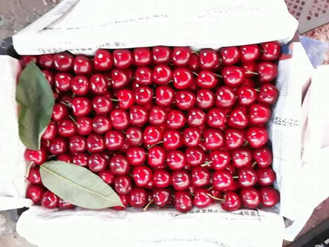 Cherry Trung Quốc 90 ngàn đồng/kg bán tràn lan - Ảnh 1.