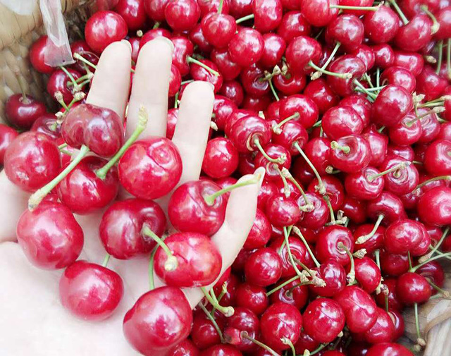 Cherry Trung Quốc 90 ngàn đồng/kg bán tràn lan