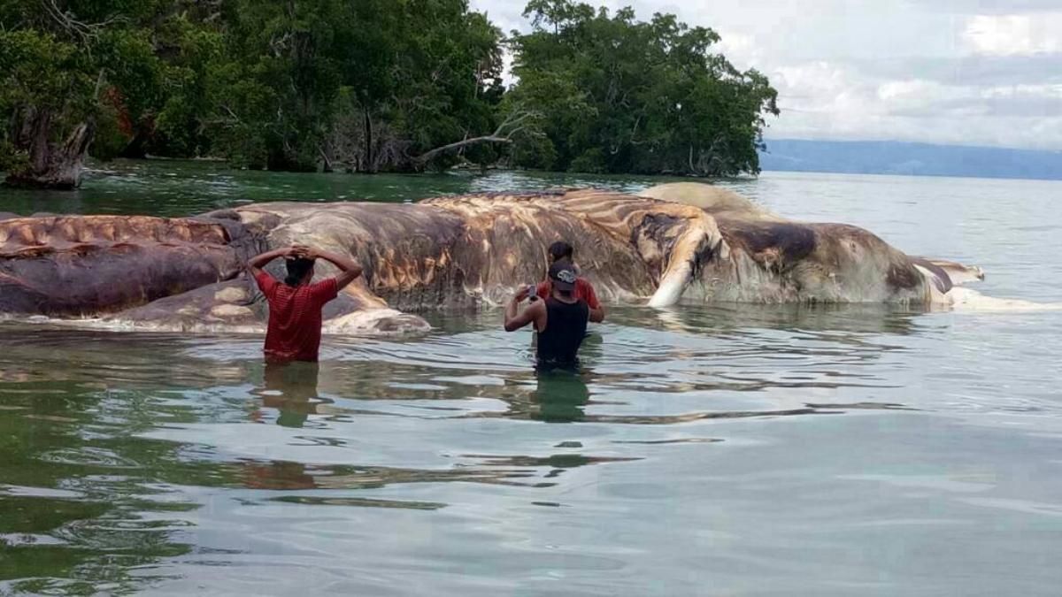 Giải mã “quái vật biển” dạt vào bãi biển Indonesia