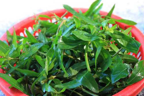 Những loại rau dân dã trong ẩm thực miền Tây - Ảnh 1.