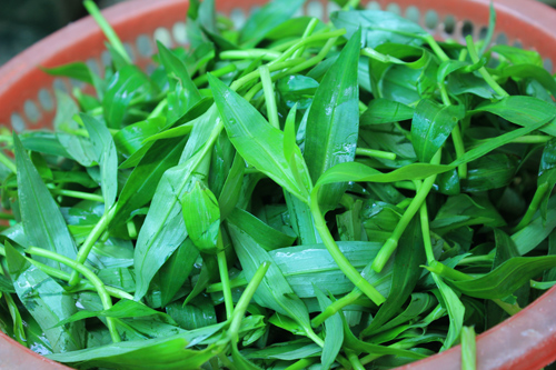 Những loại rau dân dã trong ẩm thực miền Tây - Ảnh 2.