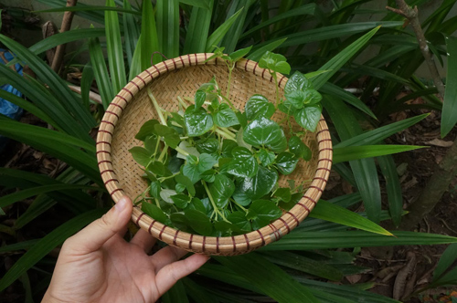Những loại rau dân dã trong ẩm thực miền Tây - Ảnh 7.