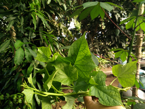 Những loại rau dân dã trong ẩm thực miền Tây - Ảnh 8.
