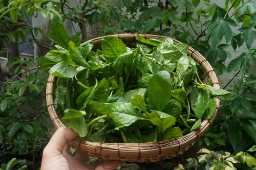 Những loại rau dân dã trong ẩm thực miền Tây - Ảnh 9.