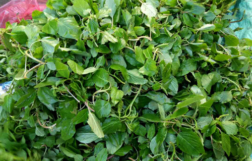 Những loại rau dân dã trong ẩm thực miền Tây - Ảnh 10.