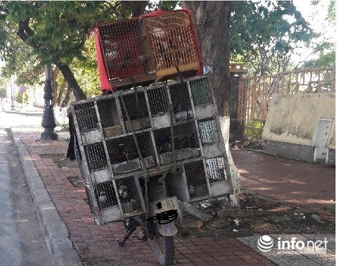 Lạ l&ugrave;ng chuyện mua chim tr&ecirc;n c&acirc;y ở Quảng B&igrave;nh - Ảnh 2.