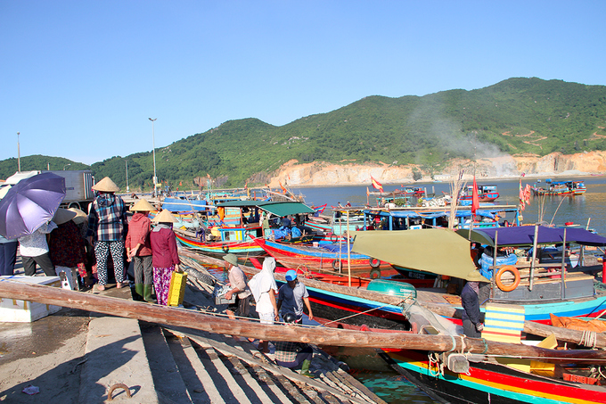 Ngư dân Hà Tĩnh thỏa sức bắt cá trích - Ảnh 1.