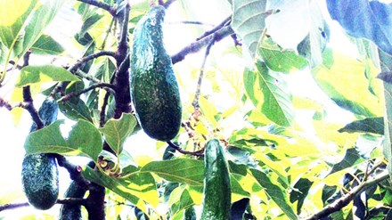 Bơ gh&eacute;p d&agrave;i gần nửa m&eacute;t ch&aacute;y h&agrave;ng - Ảnh 1.