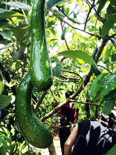 Bơ ghép dài gần nửa mét cháy hàng