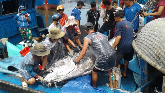Ngư dân Bình Định câu dính cá ngừ khủng nặng 280kg