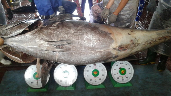 Ngư d&acirc;n B&igrave;nh Định c&acirc;u d&iacute;nh c&aacute; ngừ khủng nặng 280kg - Ảnh 2.