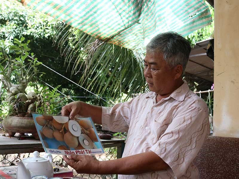 Giống nhãn Idol của ông Út Hiện