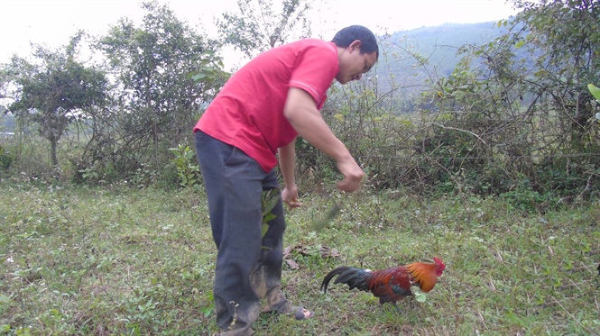 Tận mắt chứng kiến độc chiêu săn gà rừng xứ Nghệ - Ảnh 2.