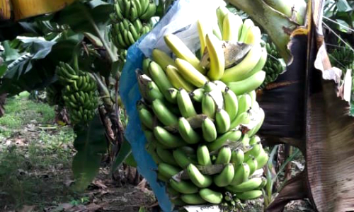 Gi&aacute; rớt xuống dưới 2.000 đồng/kg, chuối Đồng Nai lại &lsquo;cầu cứu&rsquo; - Ảnh 1.