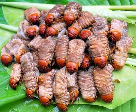 "Biệt dược" phòng the của người Cơ Tu