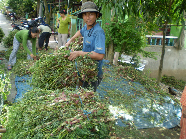 Trồng rau nhút kiếm 300 triệu đồng/năm