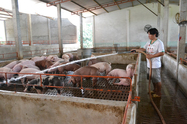 Thảm cảnh người nuôi heo: Càng nuôi càng lỗ nhưng vẫn phải… nuôi
