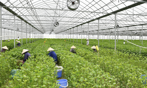 Khám phá trang trại tía tô 700 đồng/lá xuất đi Nhật