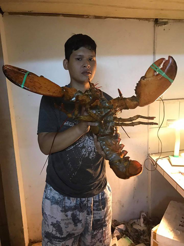 Đại gia Việt săn t&ocirc;m h&ugrave;m khổng lồ nặng tới 7kg tặng nh&agrave; vợ - Ảnh 2.