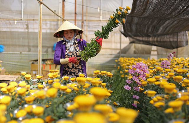 Hoa c&uacute;c Đ&agrave; Lạt bất ngờ tăng gi&aacute; - Ảnh 1.