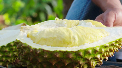Thương lái săn mua sầu riêng ngon, sạch