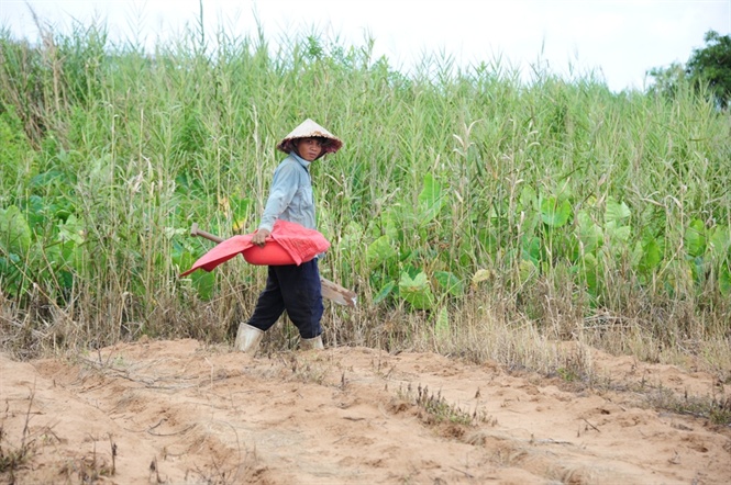 Săn dế cơm, kiếm 300 ng&agrave;n đồng/ng&agrave;y như chơi - Ảnh 1.