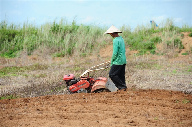 Săn dế cơm, kiếm 300 ng&agrave;n đồng/ng&agrave;y như chơi - Ảnh 2.