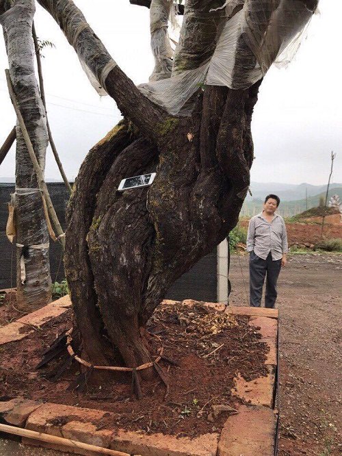 1 tỉ đồng kh&ocirc;ng mua được gốc hồng 200 tuổi - Ảnh 2.