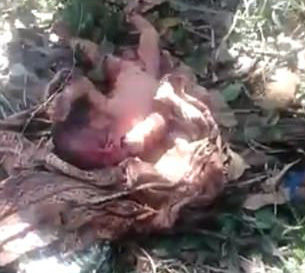 Indonesia: Cứu sống bé sơ sinh bị bỏ dưới hố rác