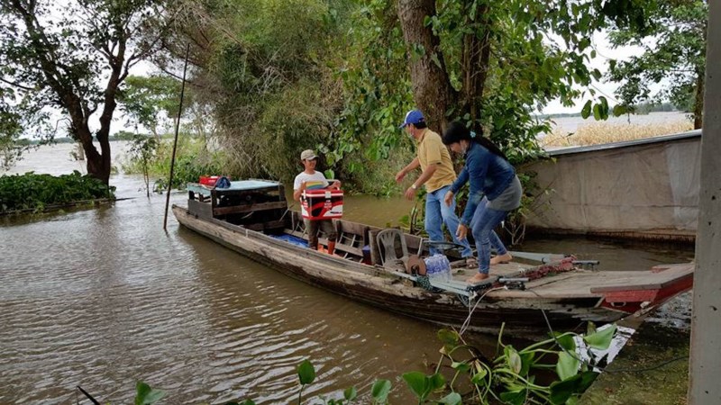 Sướng gì bằng ăn cá linh ngay đồng nước nổi