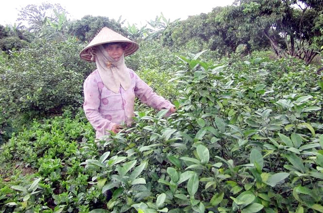 L&aacute; chanh đi T&acirc;y thu triệu USD, t&iacute;a t&ocirc; sang Nhật đếm tiền tỉ - Ảnh 2.