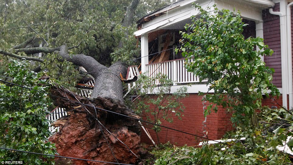 Mất nhà vì bão Irma, cá sấu lang thang ở Florida - Ảnh 5.