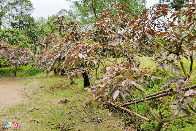 Nh&atilde;n t&iacute;m độc đ&aacute;o ở S&oacute;c Trăng - Ảnh 3.