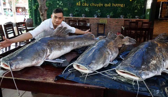 Ba con cá lăng nặng 280 kg “bay” từ Campuchia về Đà Nẵng